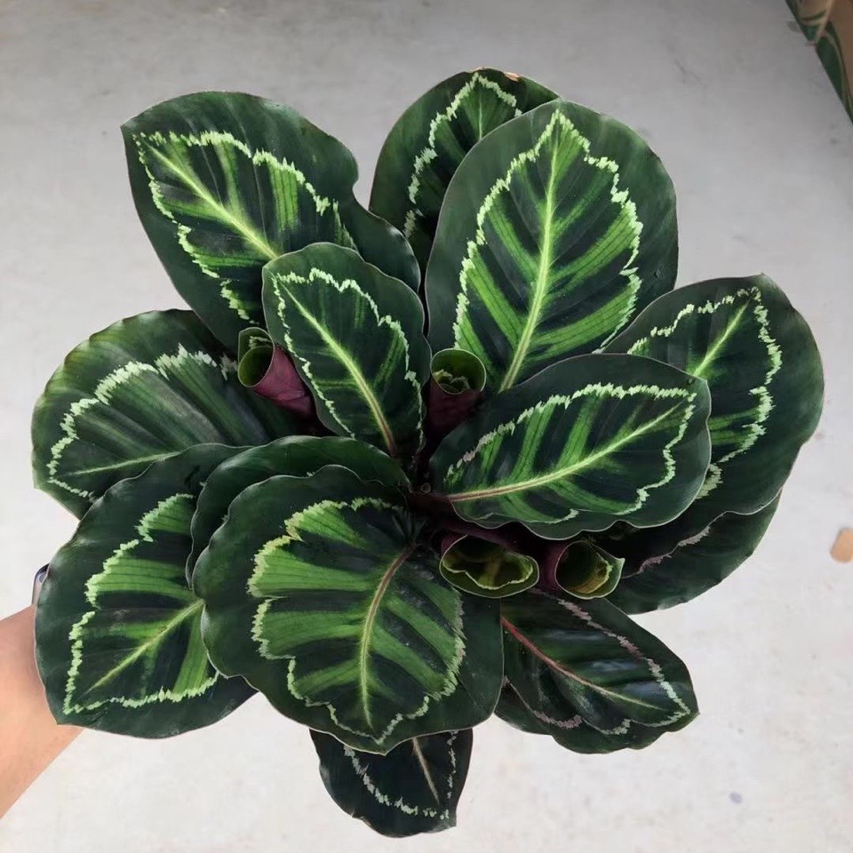 Оптовая продажа, живое растение Calathea flamesta для декоративных растений