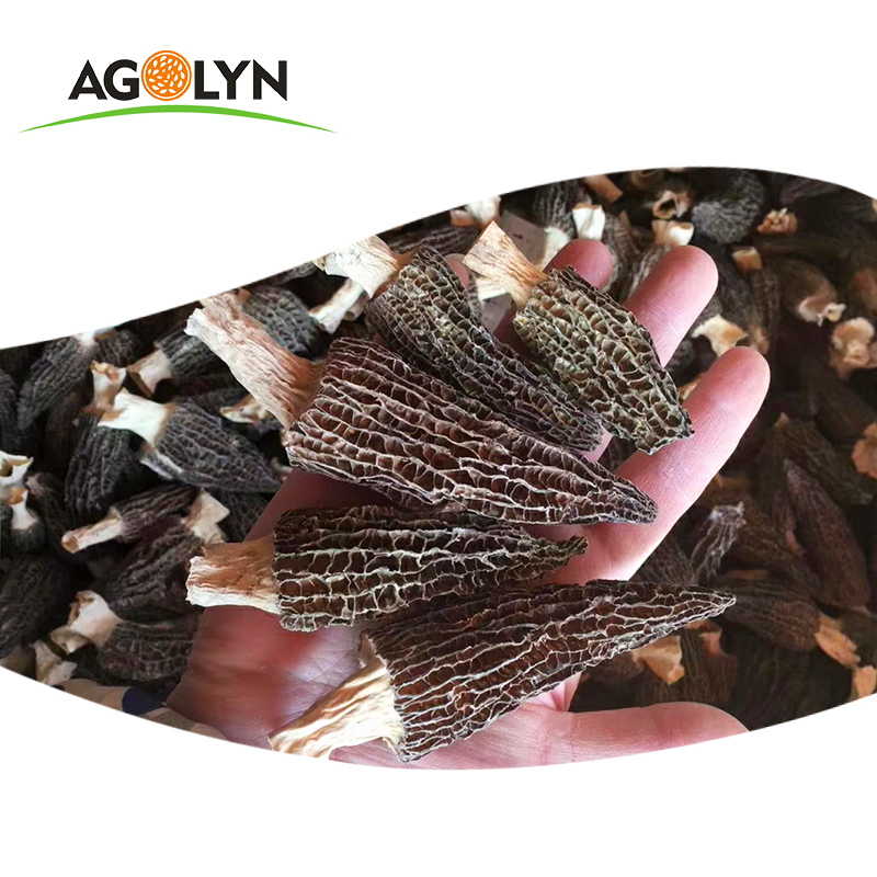 Горячая продажа оптом Morchella Esculenta оптом