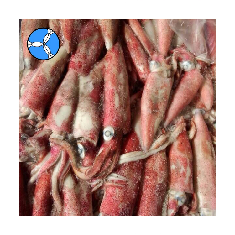 Морепродукты SANFENG, замороженный цельный круглый лолиго кальмар
