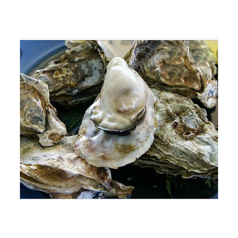 Netherland High Quality Fresh Seafood Bulk Frozen Good Price Simonfish Amsterdam Dried Oyster For Sale