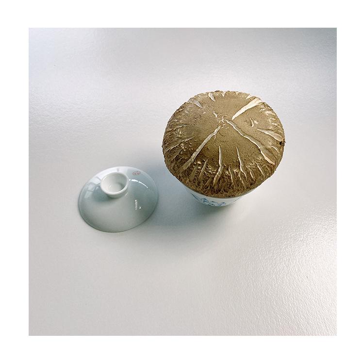 Premium Fresh Hua Mushroom Fresh Dried Shiitake Mushroom Production