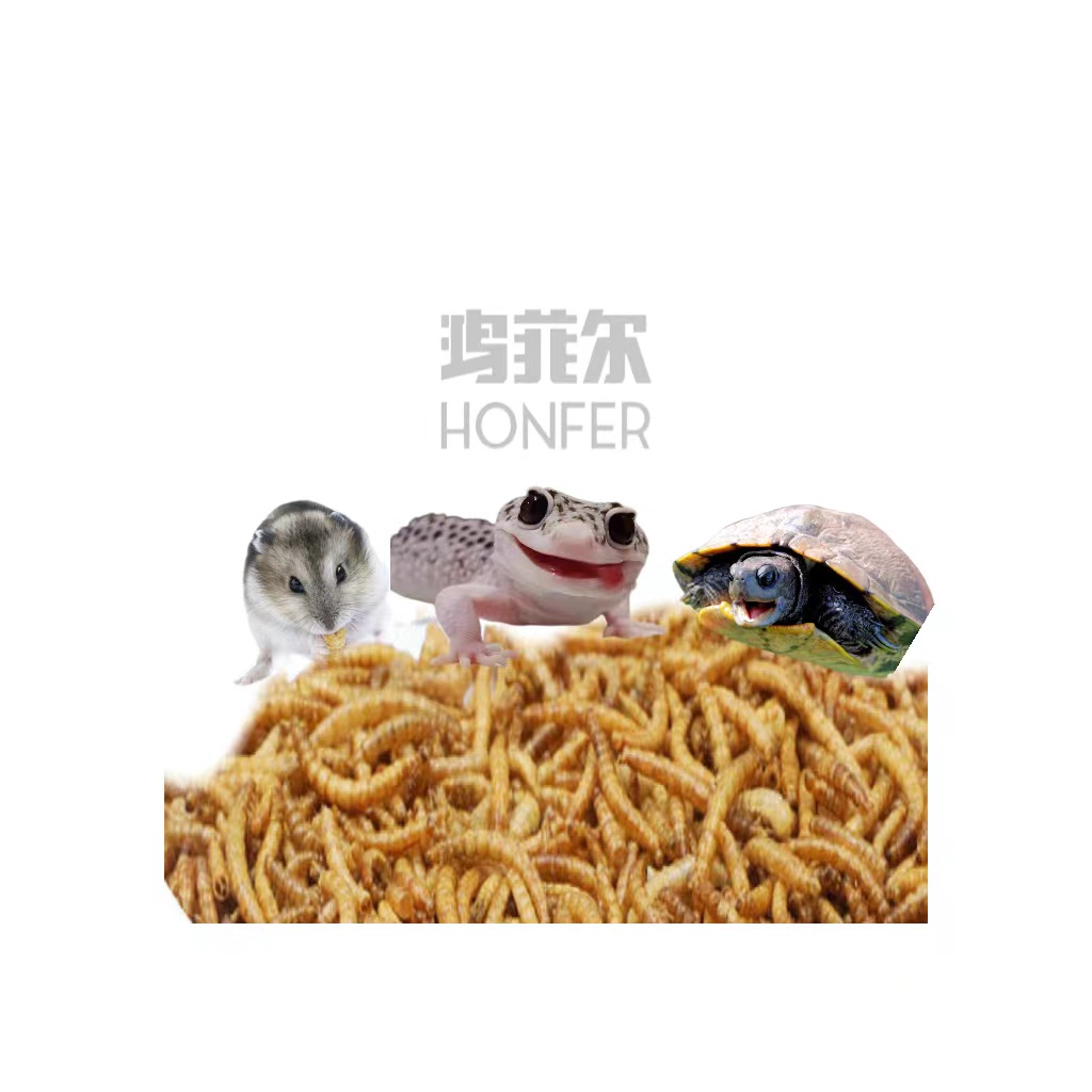 High Protein dry mealworm Dried Mealworms for export Frozen Feeder Mealworms for Pet Birds Fish, Lizards, Spiders Food