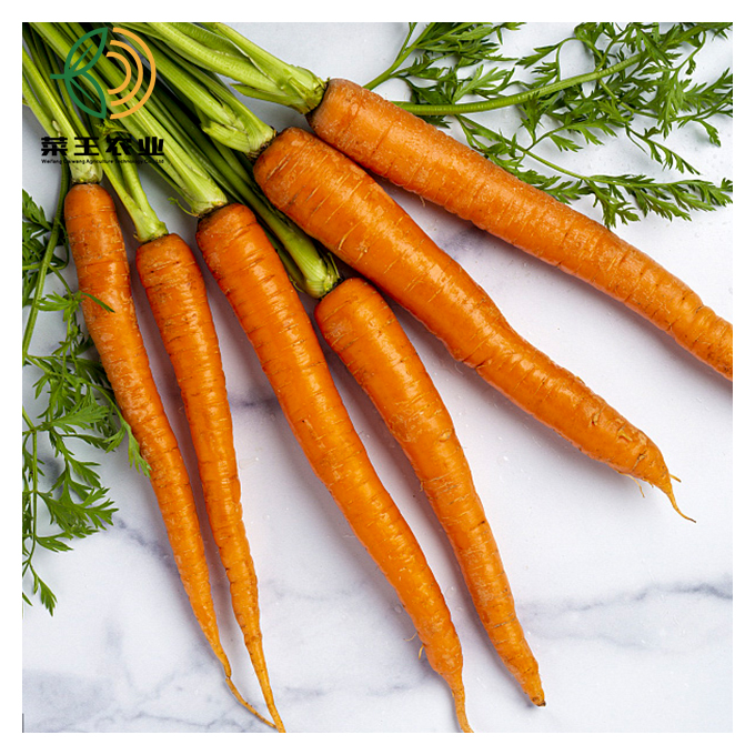 Chinese New Crop Red Carrot Fresh carrot with international certificate