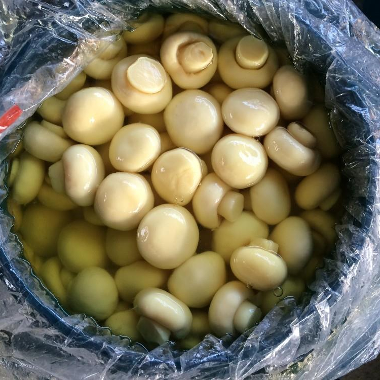 2022 China whole mushroom in drums Champignon High Quality In Brine In Barrel Conserve