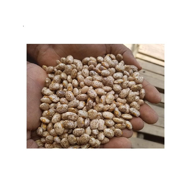 Оптовая продажа, Свежие Вкусные Высококачественные фасоли 280-320beans/100gm Pinto Beans