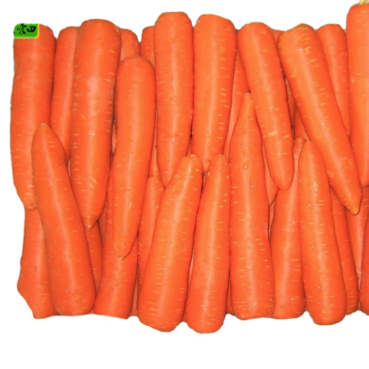 high quality 2024 newest carrot supplier good price fresh organic Carrot wholesaler with GLOBAL GAP&HACCP&ISO9001 for export