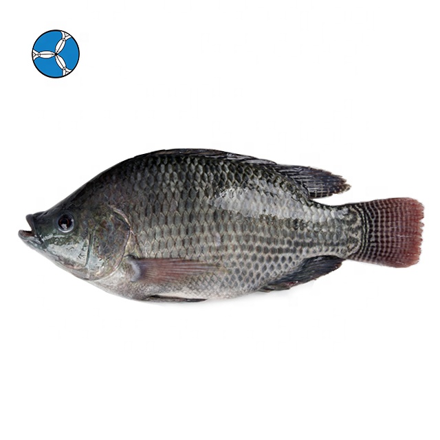 Замороженные морепродукты, рыба цельная круглая 400-600, замороженная Тилапия, поставщик рыб