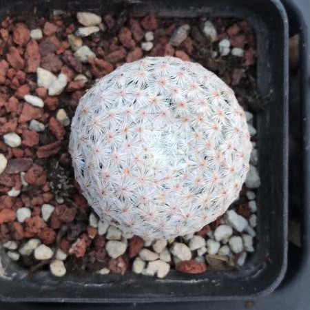 Натуральные растения кактус мини cacatus Mammillaria herrerae для продажи