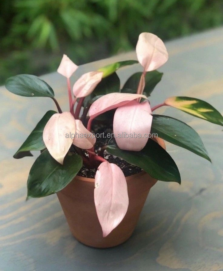 Розовая Принцесса Philodendron живые растения
