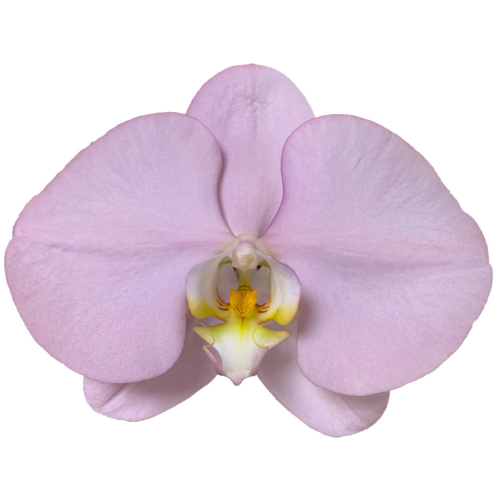 Sale Of Easter Purple Orchids Fresh Cut Flowers For Flowers In Wedding Bouquets