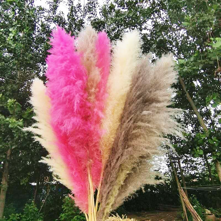 Декоративные цветы Sumflora, Экстра пушистая Пампа, Натуральные сушеные цветы, коричневая Пампа, трава для домашнего декора