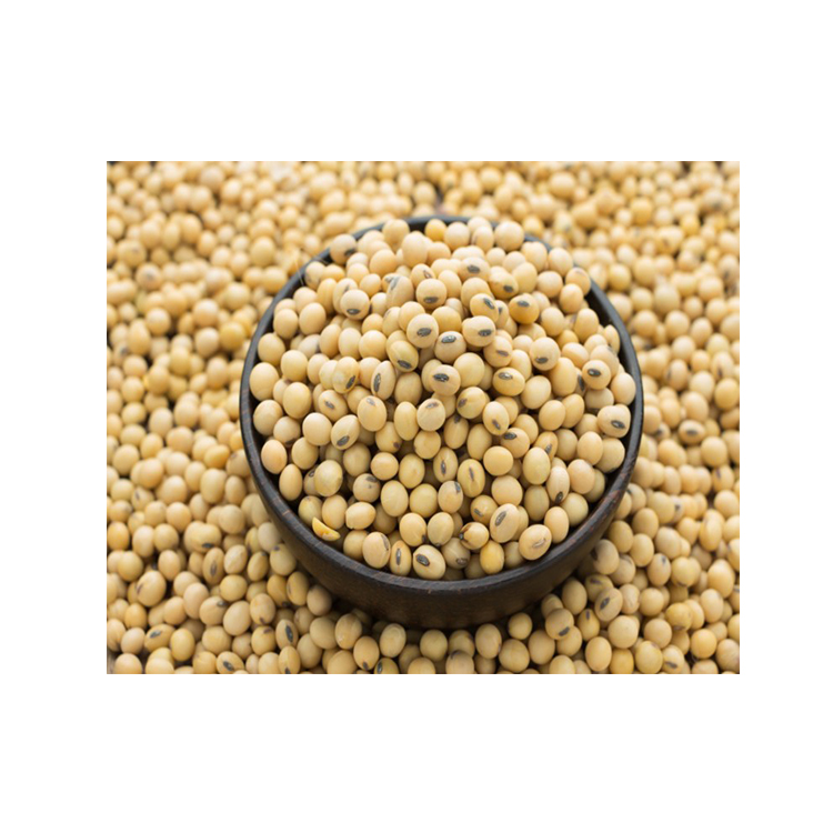 High Quality Non GMO Soya Beans for wholesale price from South Africa