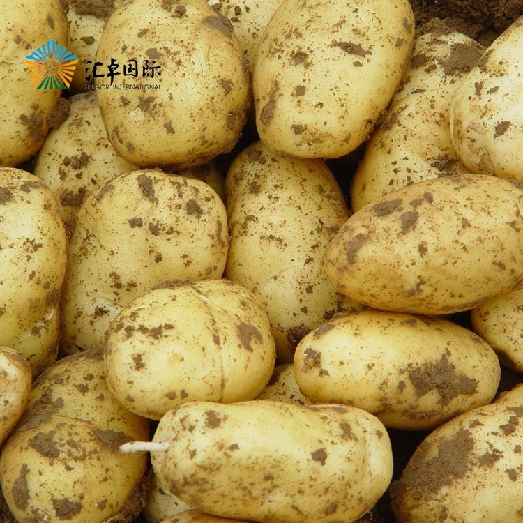 Экспорт новейший Урожай без 15 Голландия Свежий картофель