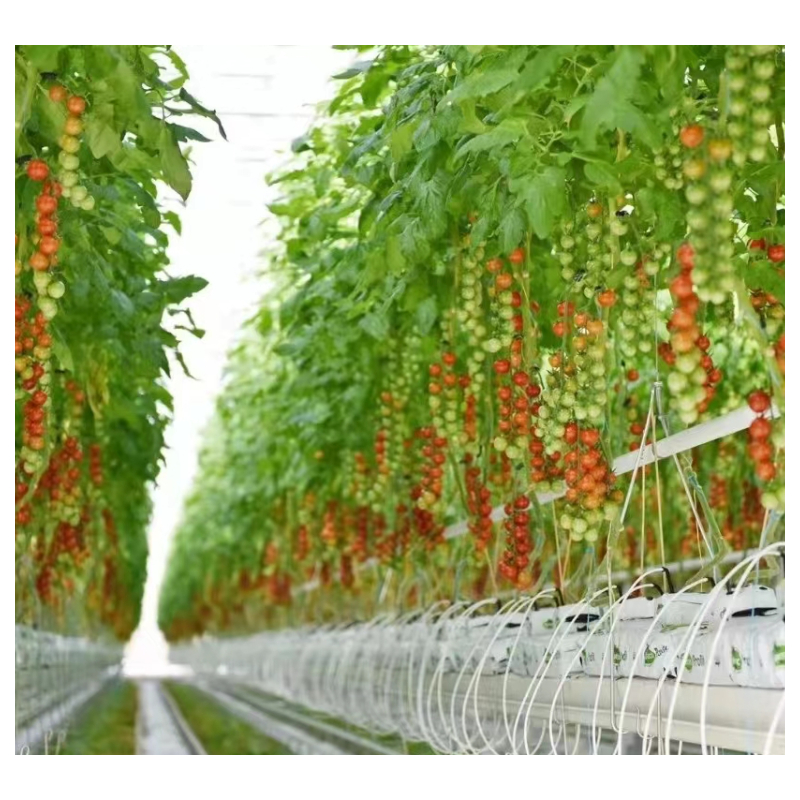 Commercial industrial other greenhouses single span high tunnel tomato plastic agricultural greenhouse