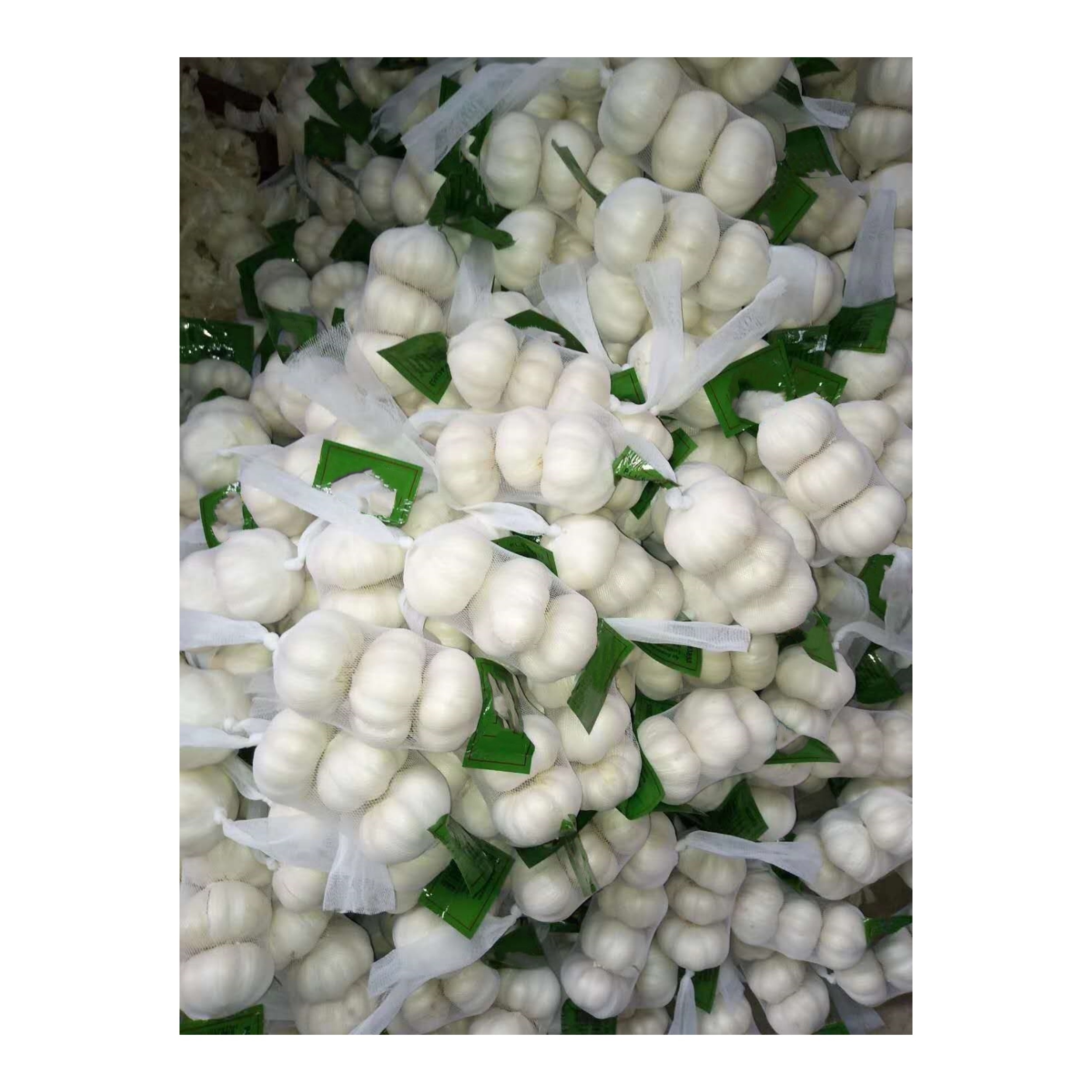China Leading Preferential Price China Wholesale Snow-White Garlic