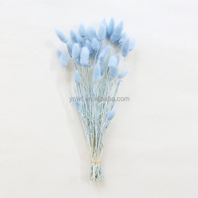 Real Wheat Ear Flower Decoration Natural Pampas natural plants floral rabbit grass bunny tail Dried Flowers