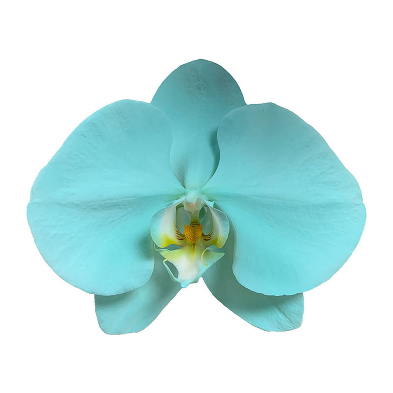 Export High-quality Orchids Suitable Home Decoration Spray Turquoise Phalaenopsis