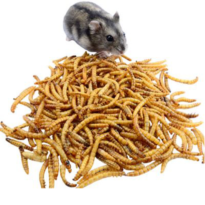 Yummy microwave dried mealworms with high nutrition
