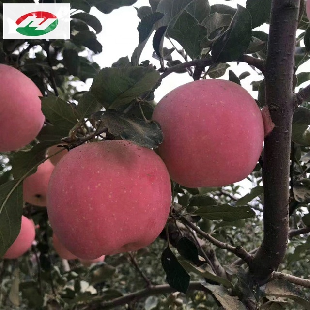 Голден Делишес Apple
