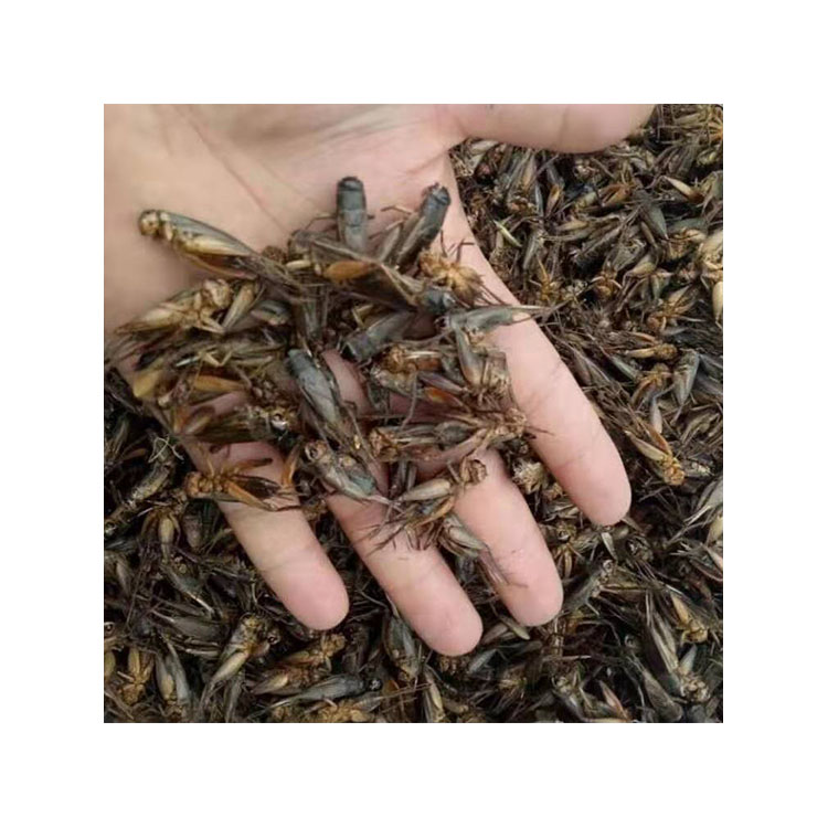 Competitive Price dried crickets for wild bird food