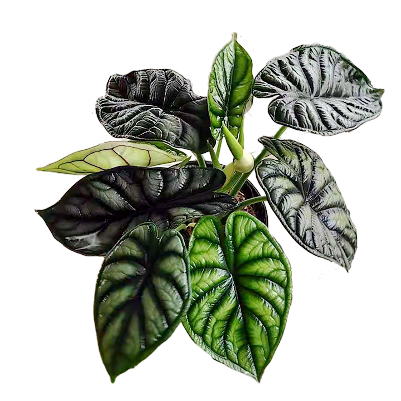 Alocasia Baginda adrragon scale, невероятная воображающая текстура