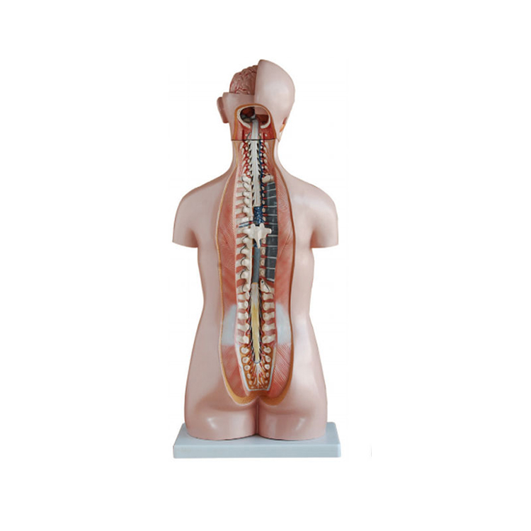 Factory direct medical education 85CM asexual torso