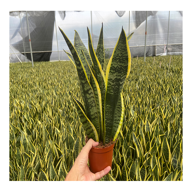 Очиститель воздуха для домашнего садоводства sansevieria superba, новый тип, привлекательная цена