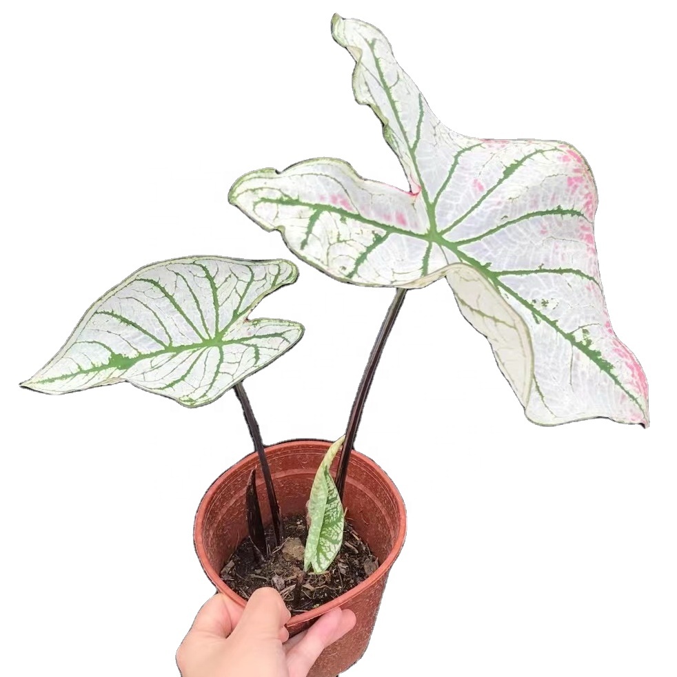 wholesale ins promotion beautiful white butterfly Caladium ornamental live plant bonsai for decorative foliage plant