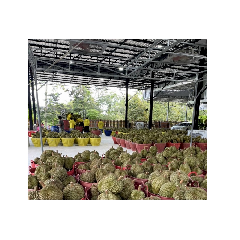 The Premium Product Chanee from Thailand Fresh Durians100% Fruits