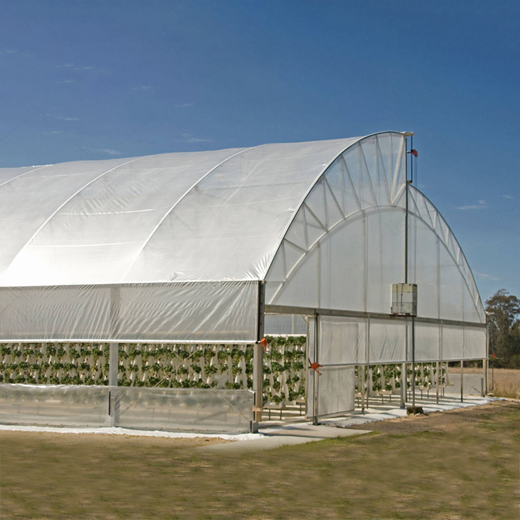 Galvanized steel Frame Single span PE Film greenhouse for Agriculture Low cost Tunnel greenhouse for fruits plant