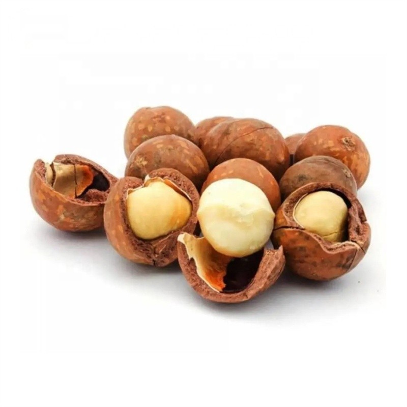 Export quality From China Competitive Price Nutritious macadamia nut