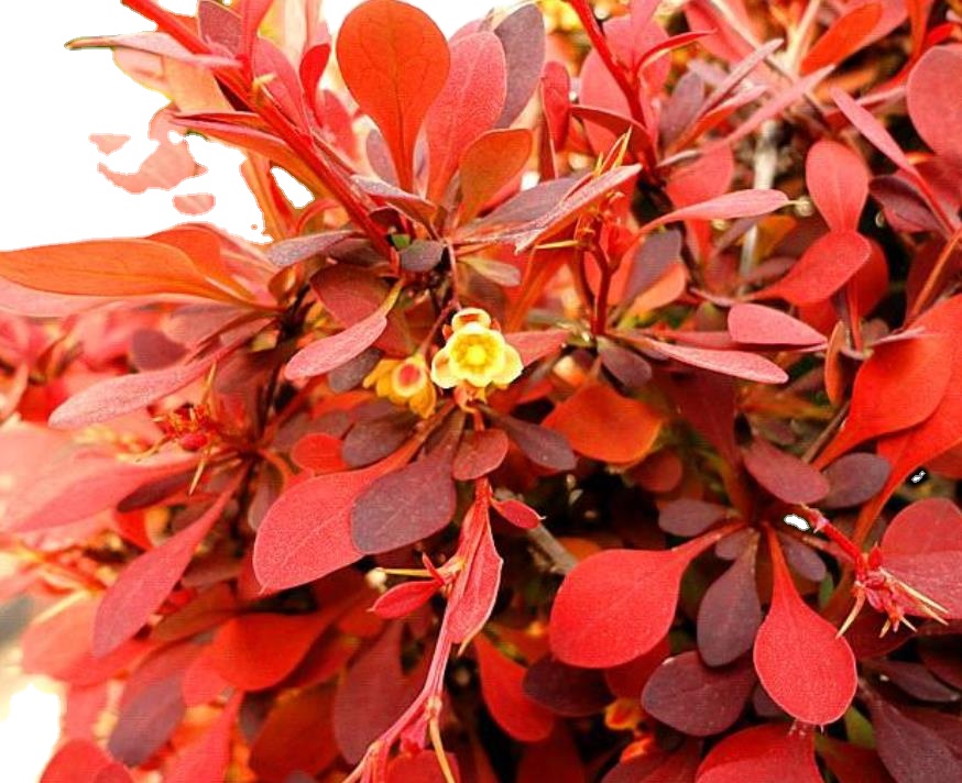 1 кг, семена Berberis thunbergii var atropurpurea chenко для посадки