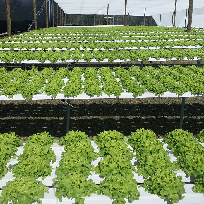 Single Span Greenhouses hrydro nft Agricultural Equipment Vertical Farming PVC Channel Hydroponic Farm Growing System