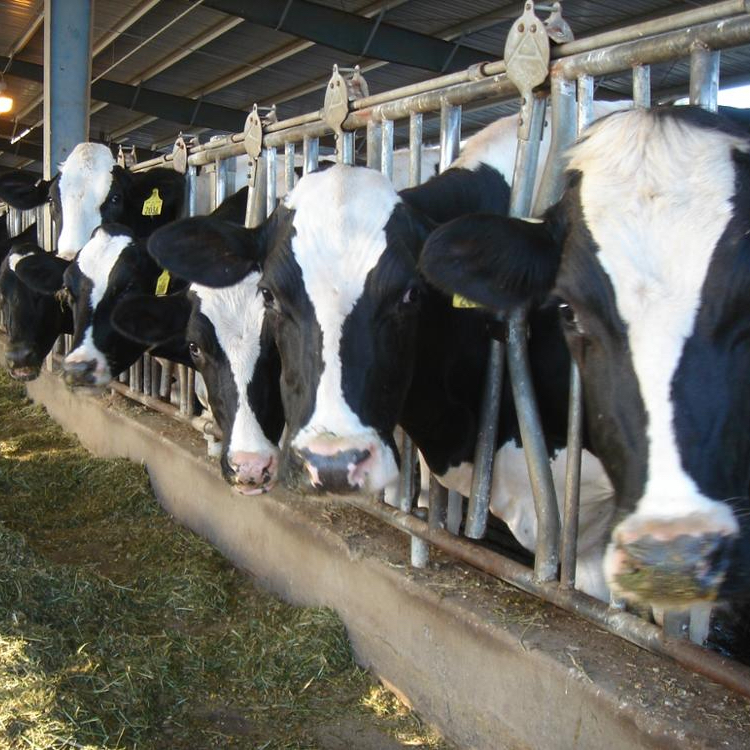 ** В состоянии беременных голландский Гольштейн телок/Friesian Крупный рогатый скот, Абердин-крупный рогатый говядина, молочные коровы **