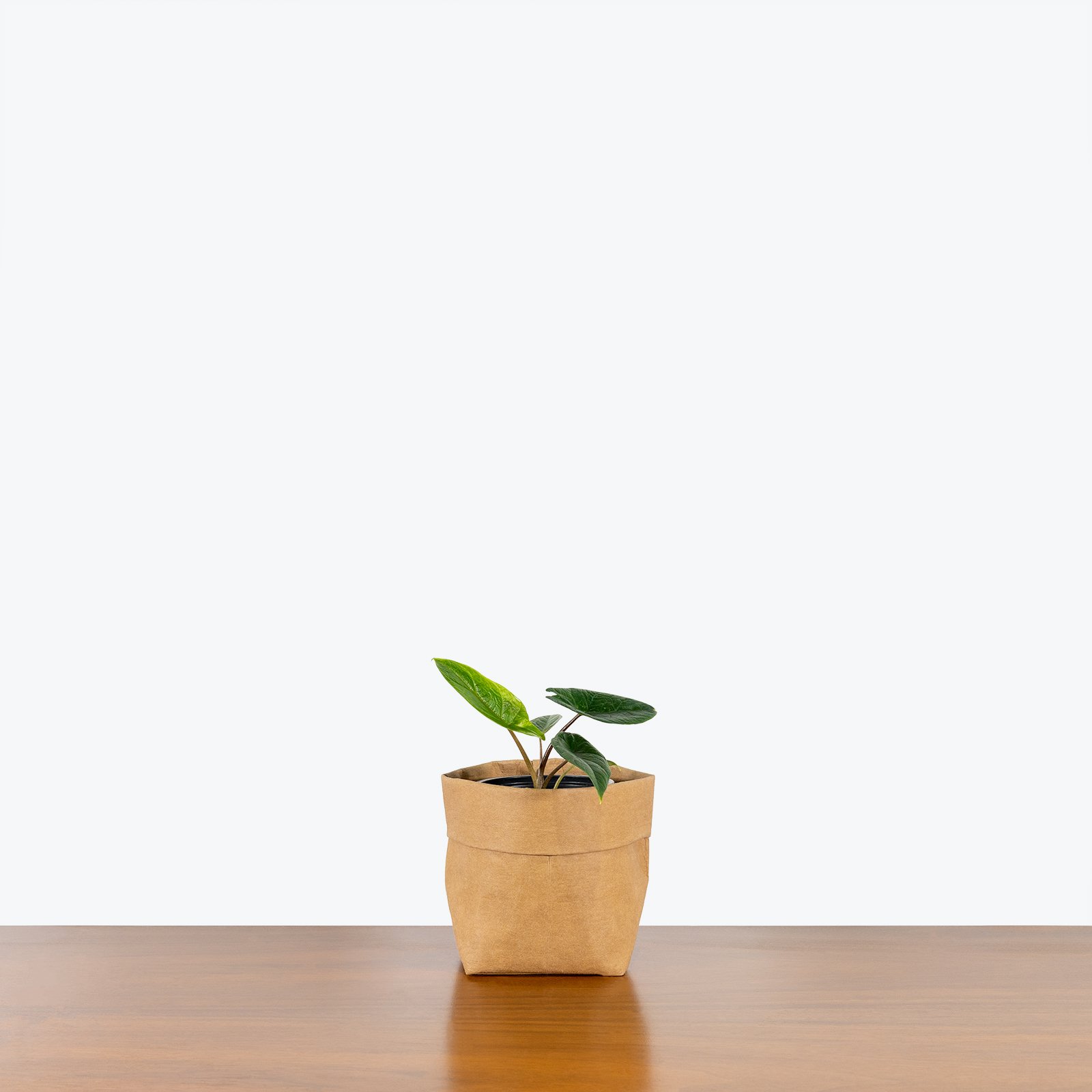 Wholesale Plant farm indoor Medium Natural tropic plants Alocasia Scalprum or Alocasia Samar Lance with eco paper pot
