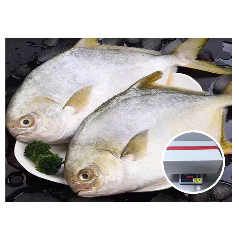 High Quality IWP Frozen Golden Pomfret