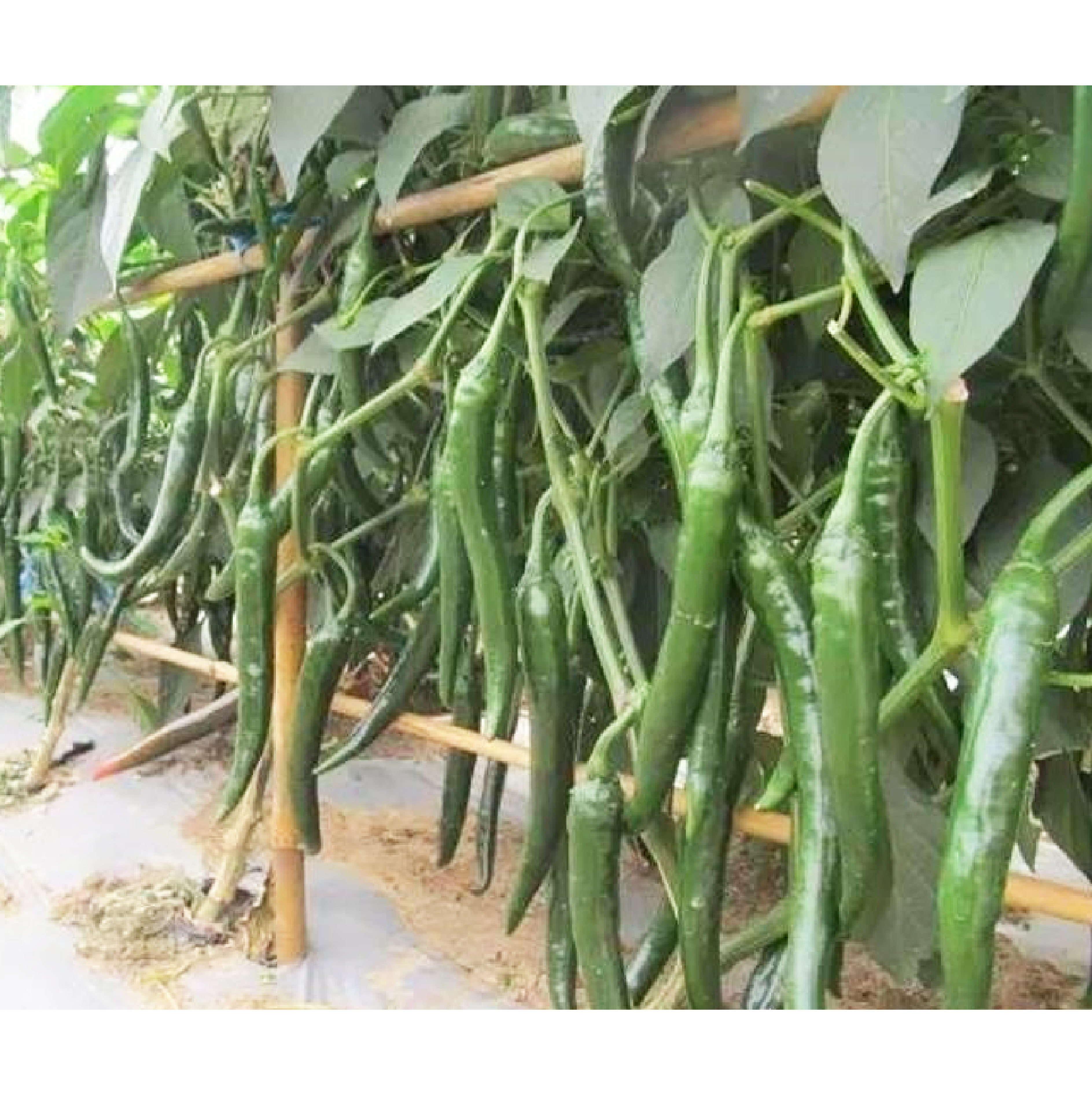 High Yield Tropical Type Hot Chili Pepper Seeds For Cultivating