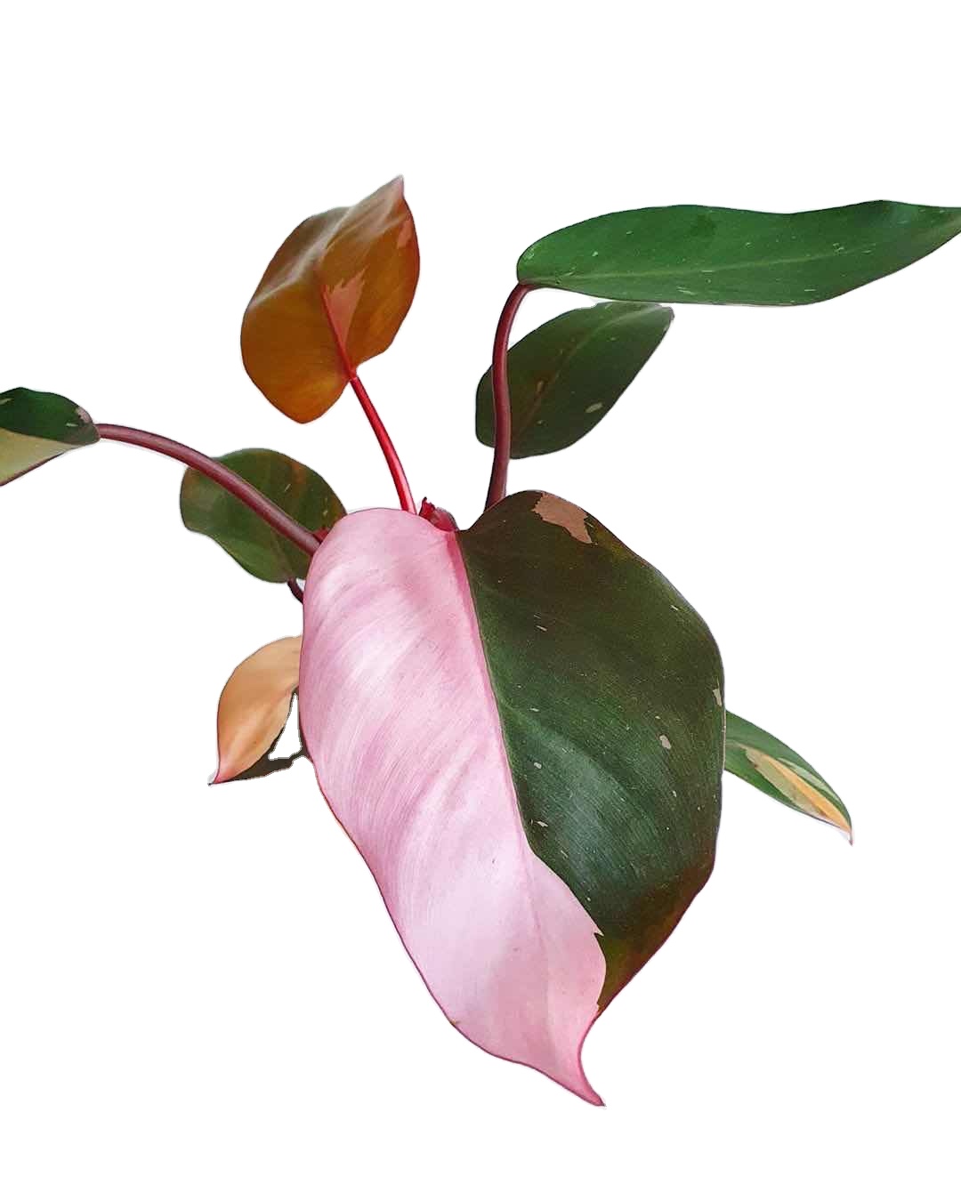 Розовая Принцесса PHILODENDRON