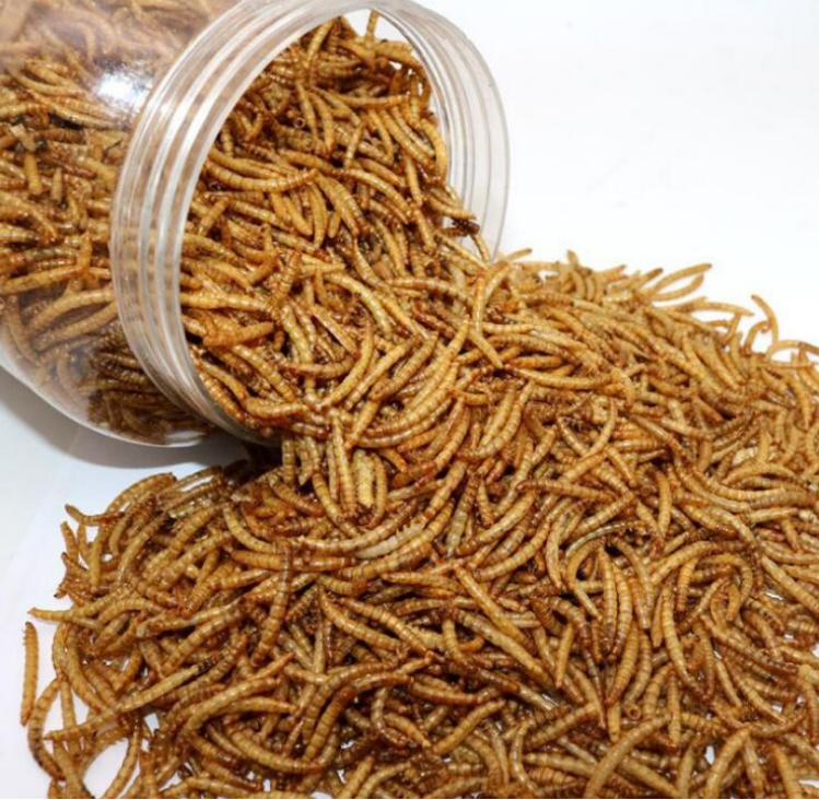 Xin jie биотехнология 2,5-3 см mealworms Таиланд stingray корм для рыб корм для фермы puoltry