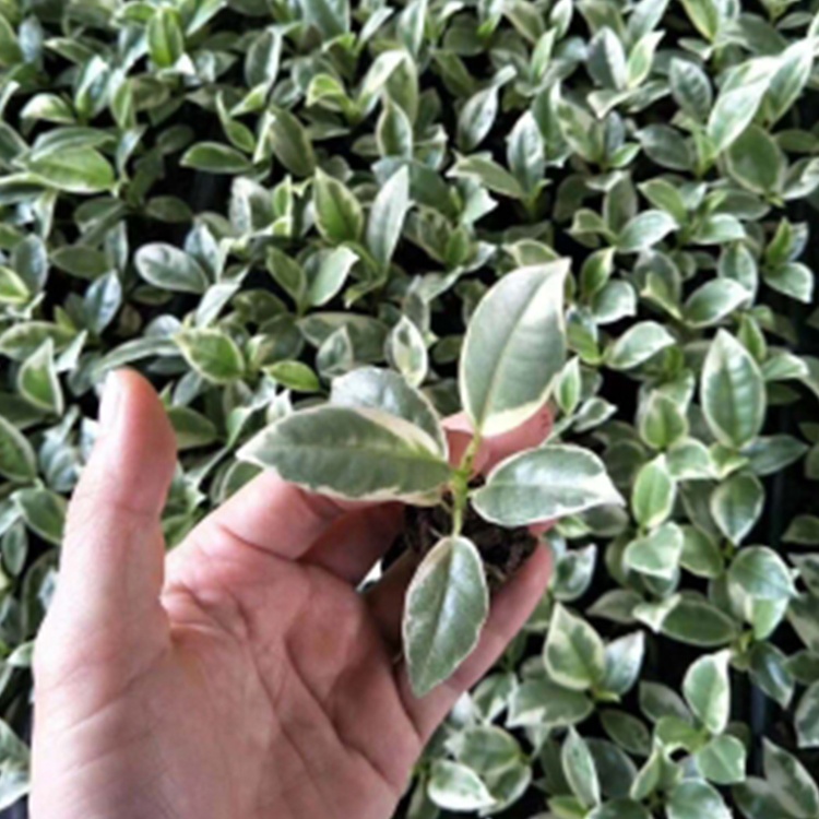 Король цветов Kongseedling