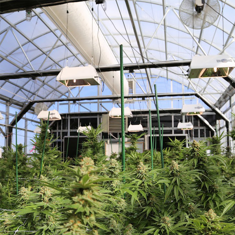 Medical plant growing systems mini tunnel greenhouse blackout light deprivation greenhouse