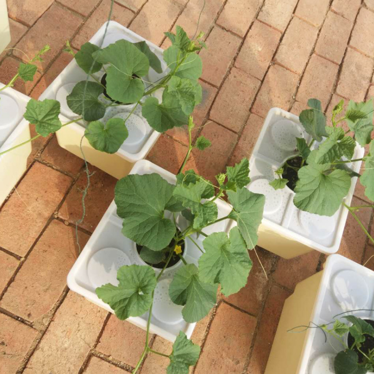 Planting Pots Black Dutch Buckets for Hydroponic Bato Buckets
