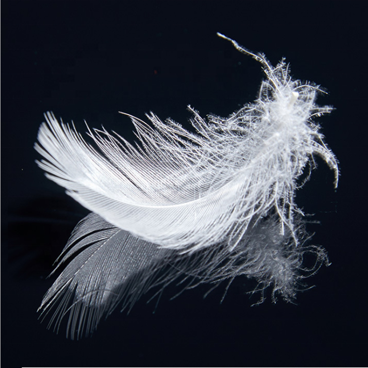 Washed White Duck Feather 2~4cm Benruson for Pillow/Quilt/Mattress Filling