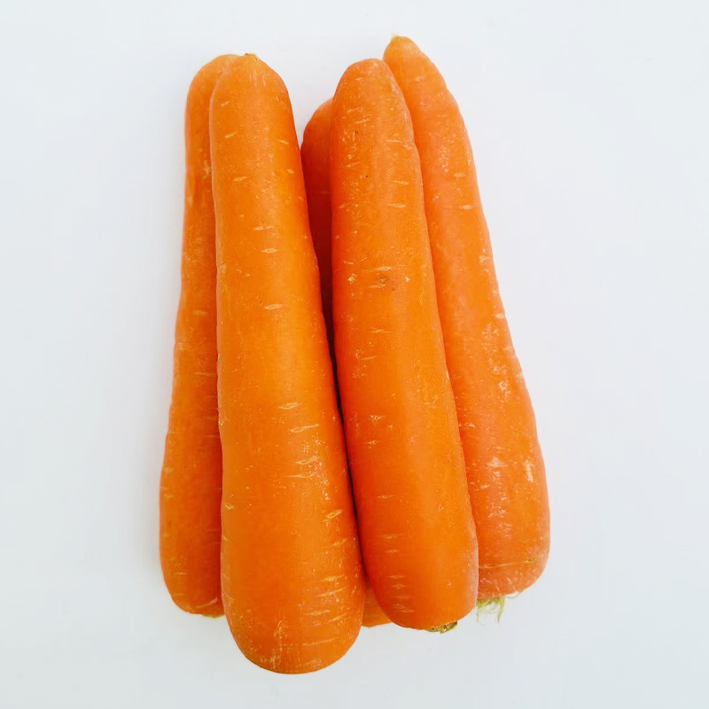 China S/M/L/2L Fresh Carrot for Sale