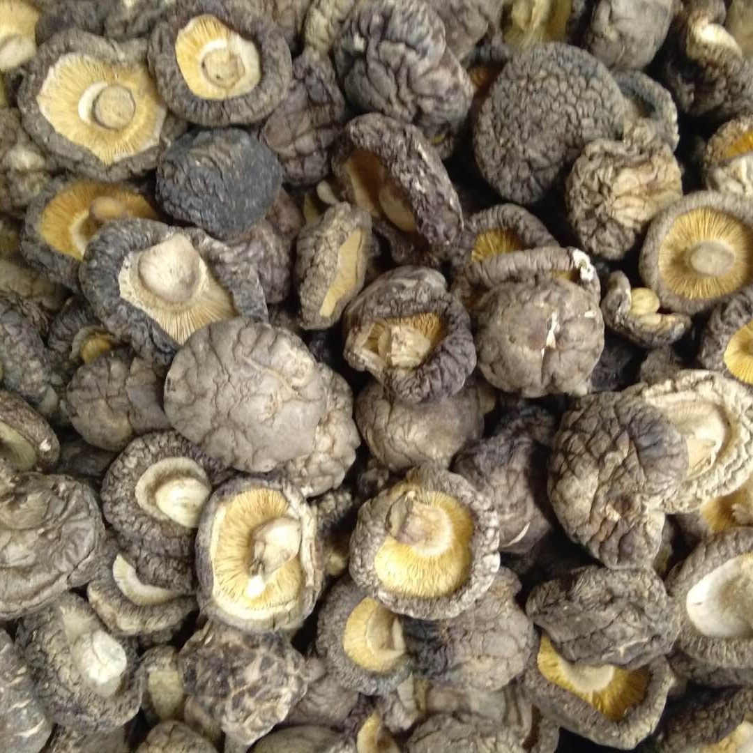 factory sell 2-6cm Dried shiitake mushroom