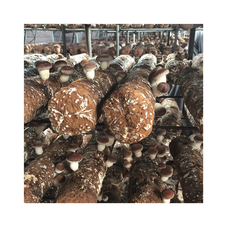 Promotional High Foaming Hair Free Pick Spawn Shiitake Sticks Mushroom Non Stick For Food