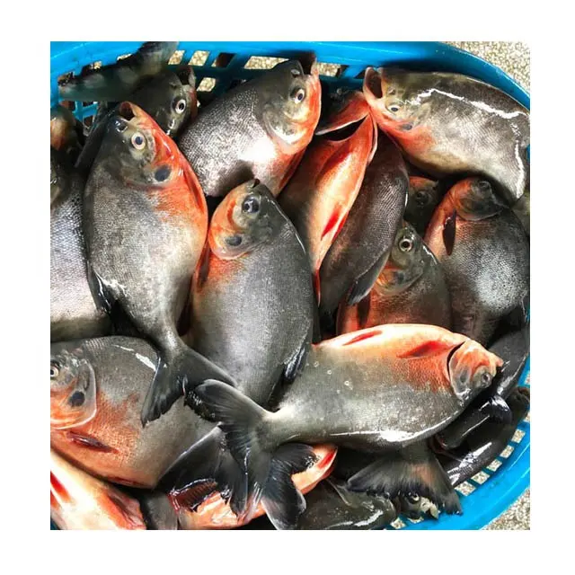 High Quality IQF Red Pomfret Fish Wholesale Red Pacu Fish For Africa Market