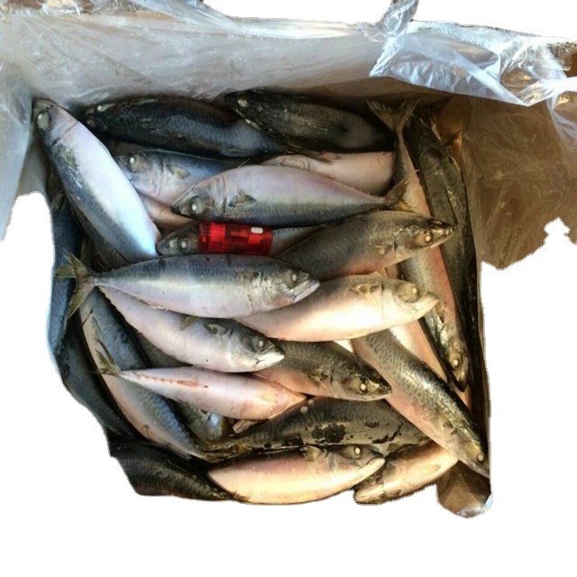 Морепродукты, морской жир, Круглый корабль, замороженная Тихоокеанская скумбрия, сырье, блоки в наличии