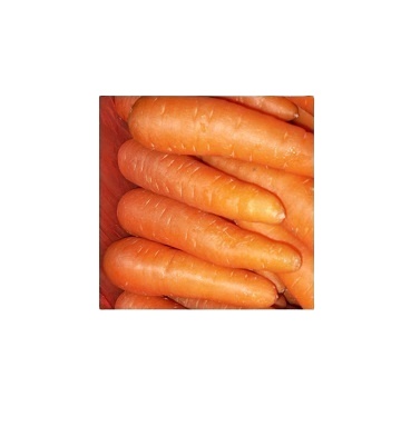 fresh carrot for sale