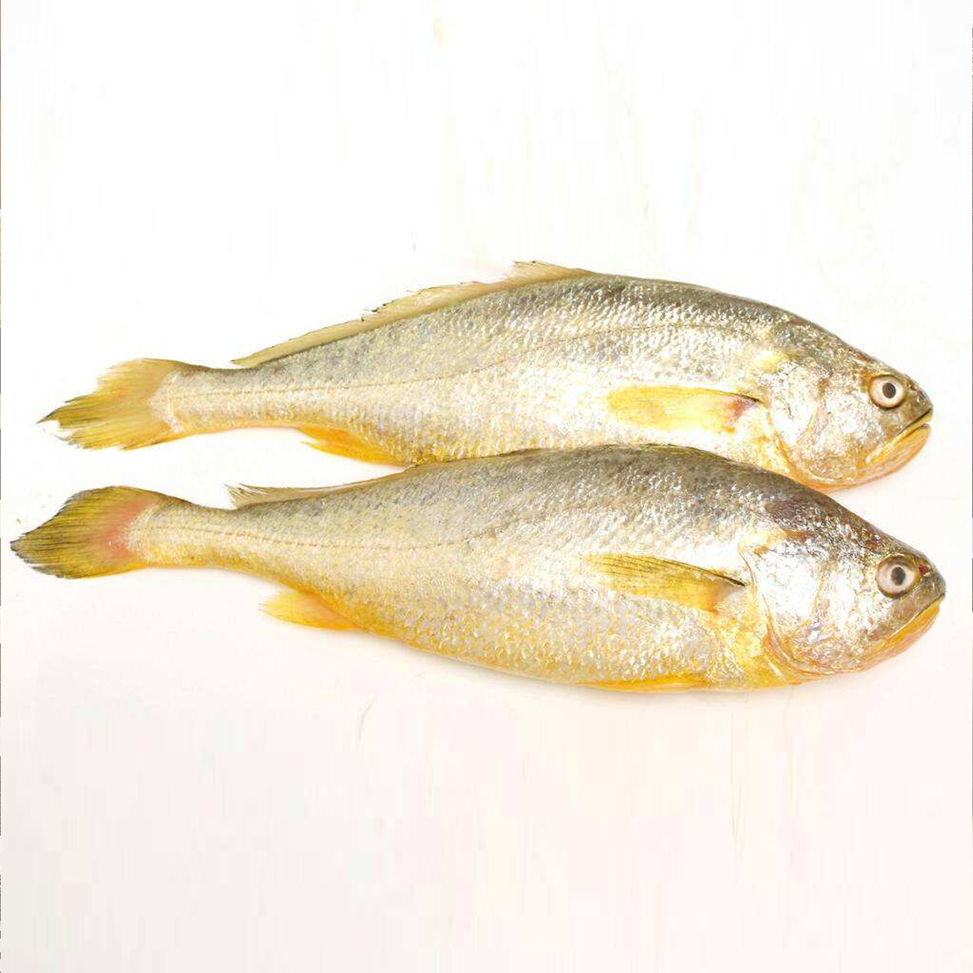 Качественный выбор морепродуктов в Китае, самая низкая цена на свежий замороженный желтый кувшин